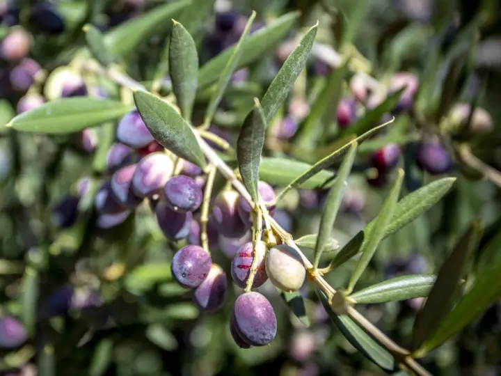 Aceitunas Arbequina maduras y en envero en una rama de olivo