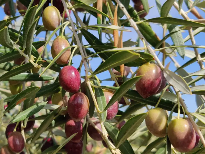 Aceitunas Picual en envero, entre verdes y violetas, en la rama