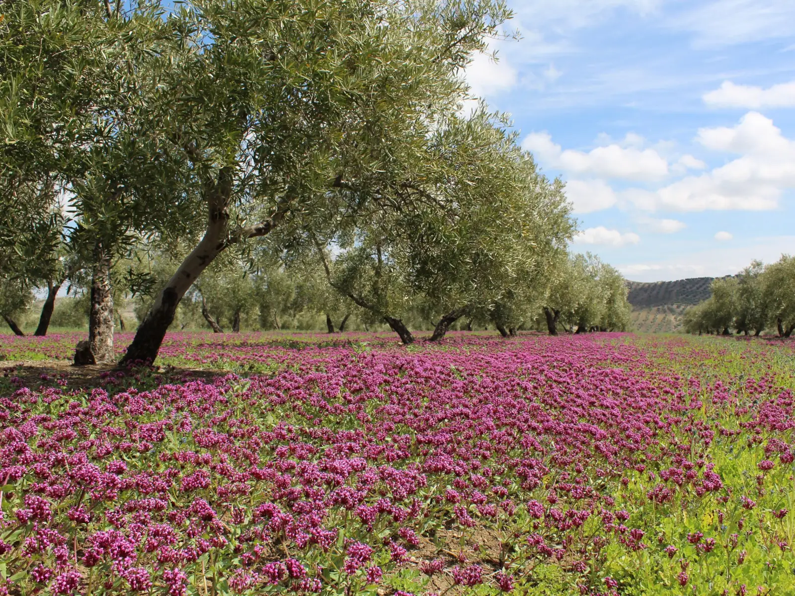 Olivar ecológico con una cubierta vegetal de flores moradas entre los olivos