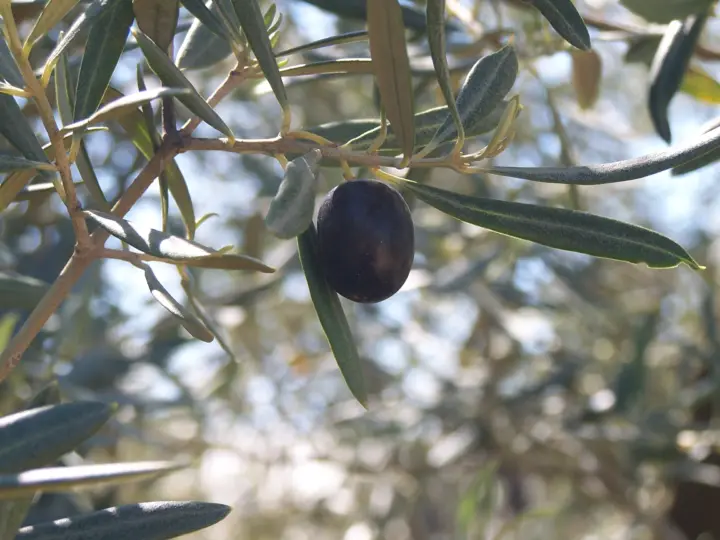 Aceituna Hojiblanca madura entre las hojas de un olivo