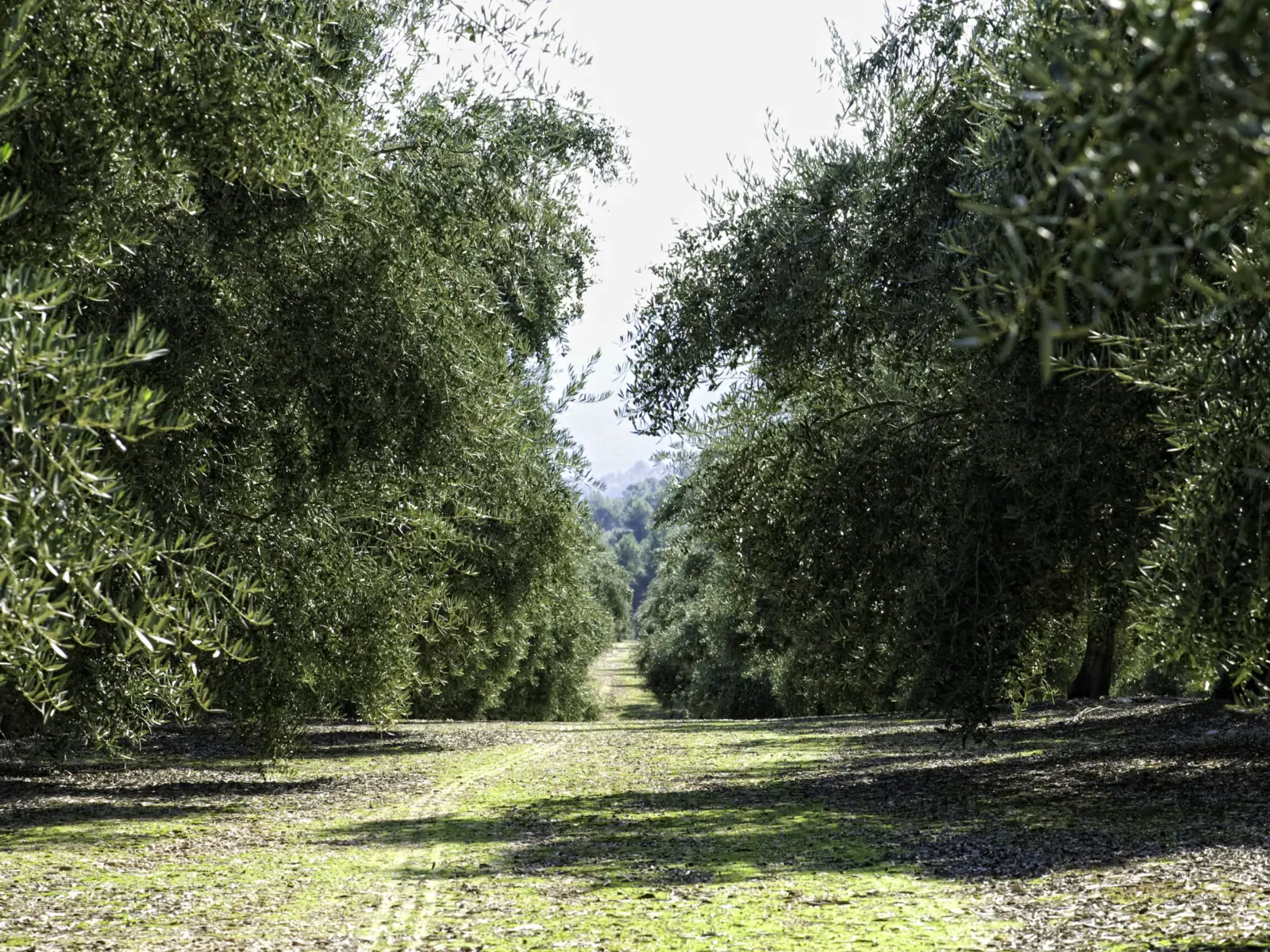 Olivar de la variedad Picual con hierba entre las hileras de olivos