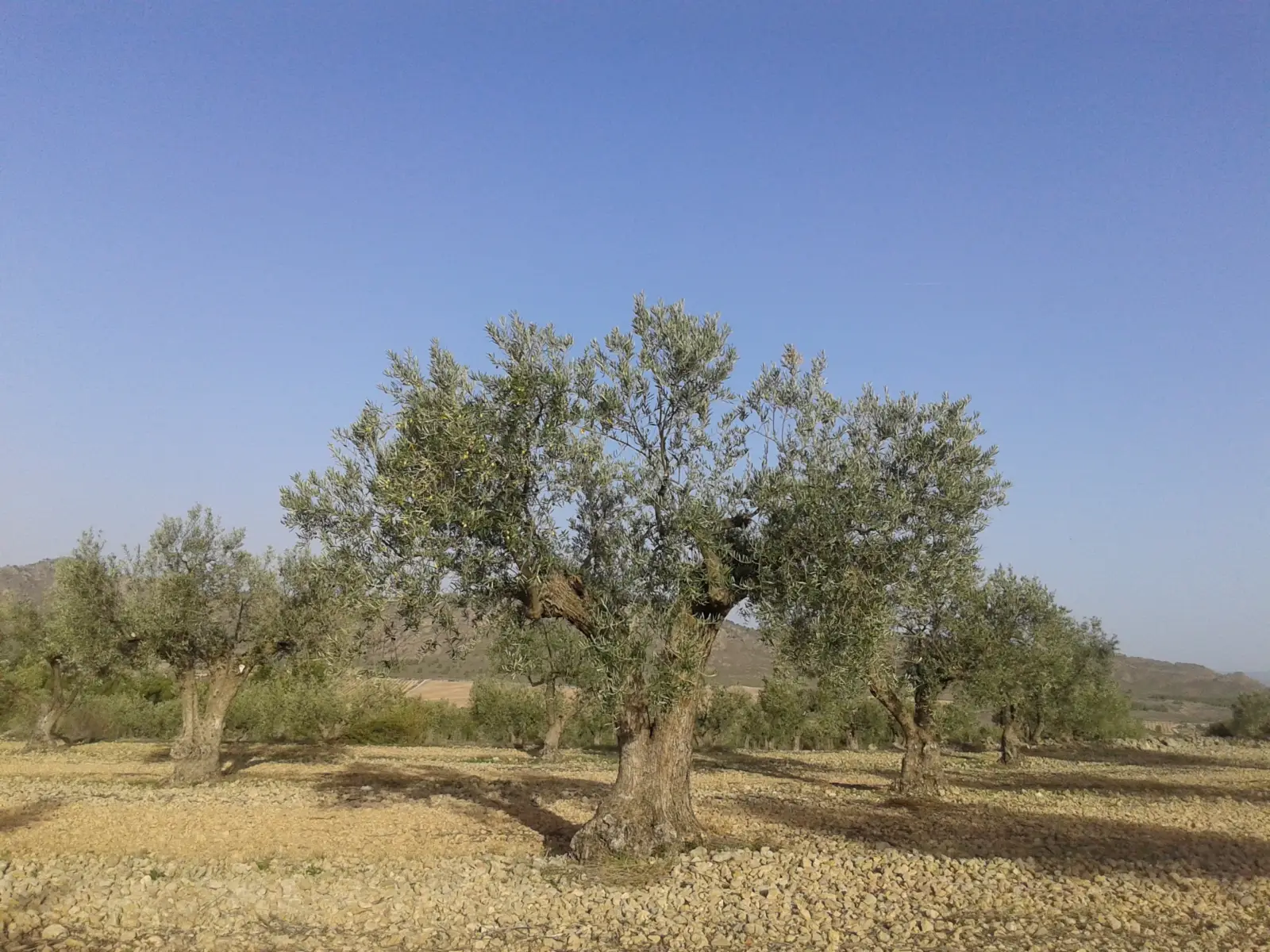 Olivos centenarios de cultivo ecológico en la Sierra de Salinas, Yecla